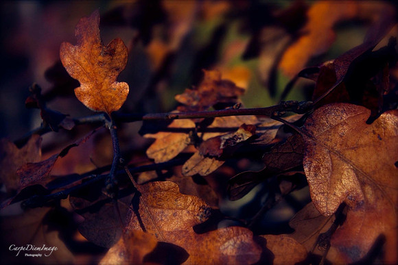 Red Fall Leaves