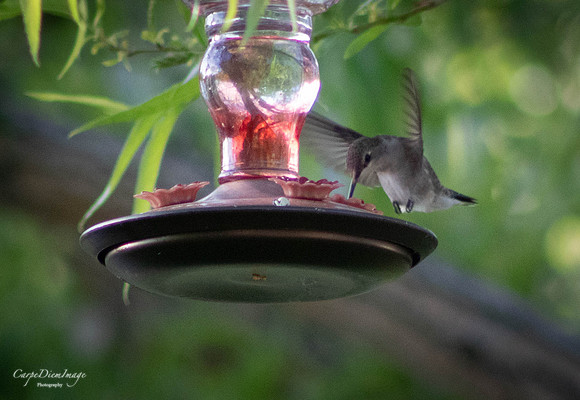Humming bird 3