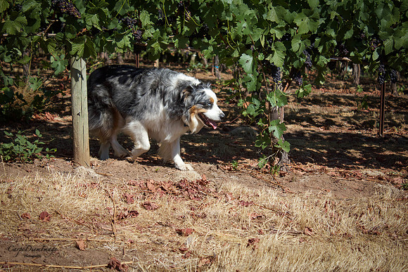 Winery Protector