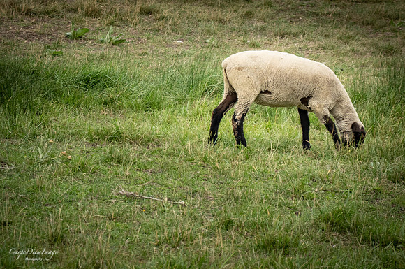 Sheep 1