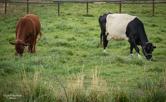 Cows 1