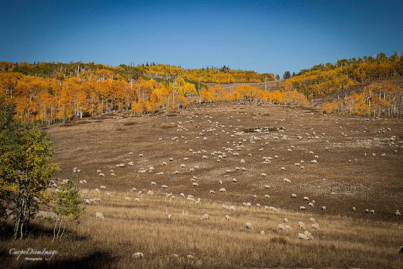 Sheep 3