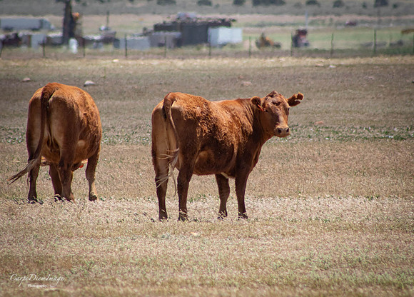 Cows 2