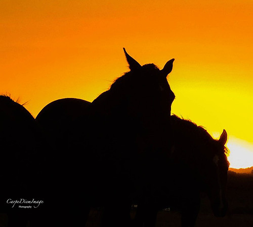 Horse Silhouette 2