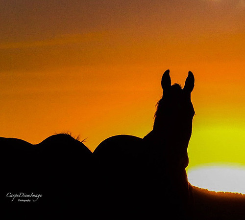 Horse Silhouette 1