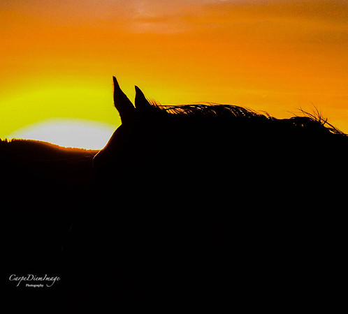 Horse Silhouette 3