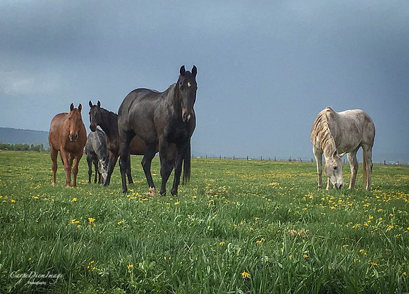 Wyoming Horses