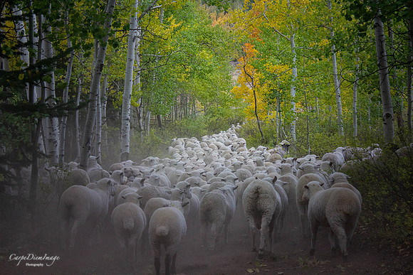 Sheep 2