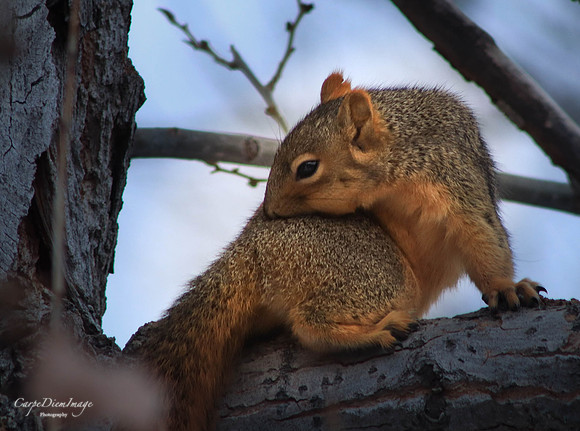 Squirrel 5