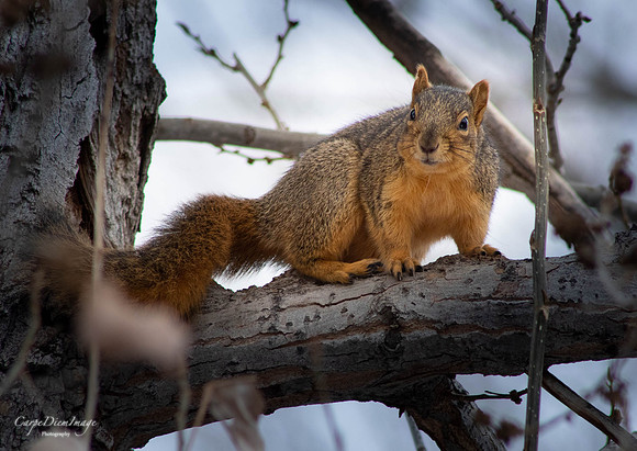 Squirrel 4