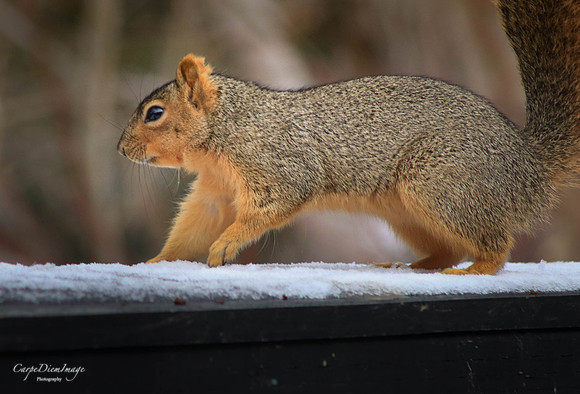 Squirrel 3