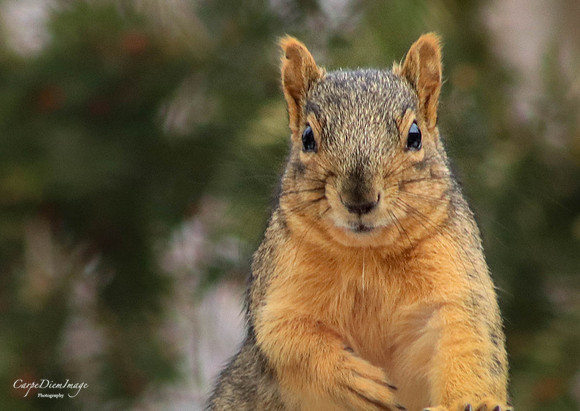 Squirrel 1