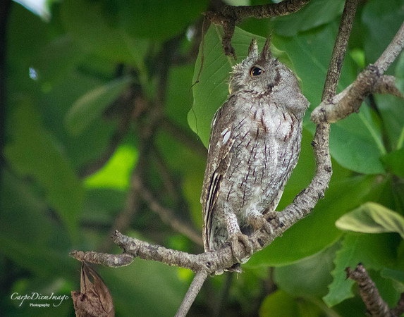 Owl 2