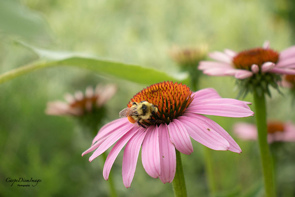 Bee Pink Flower 1