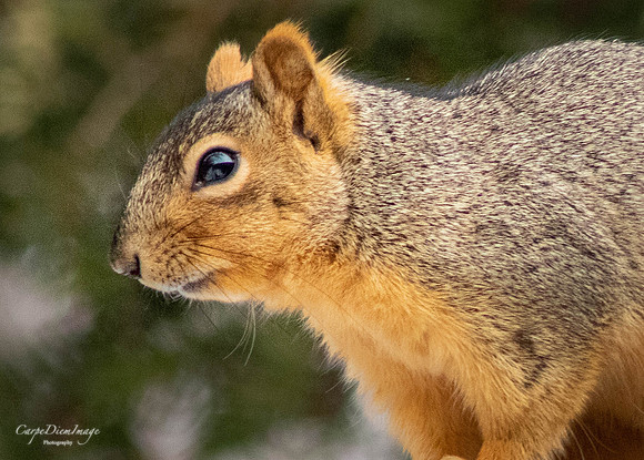 Squirrel 2