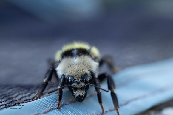 Bee 4