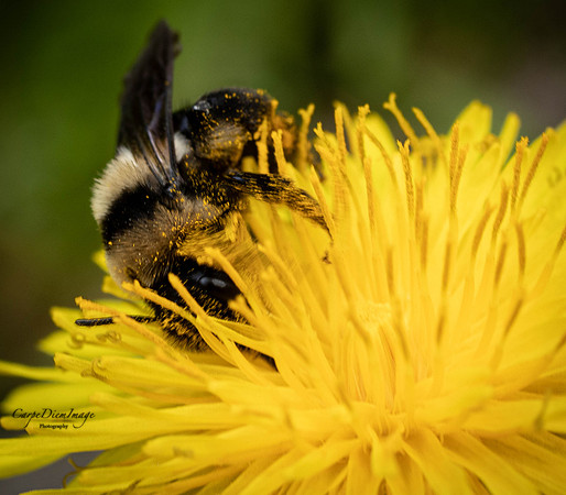 Bee 11