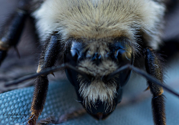 Bee 3