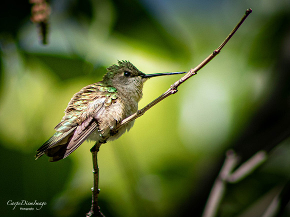 Humming bird 1