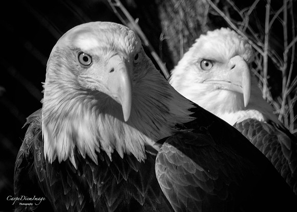 Eagle 2 B/W