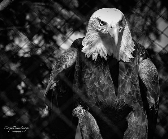 Eagle 1 B/W