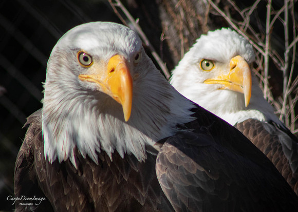 Eagle 2 Color