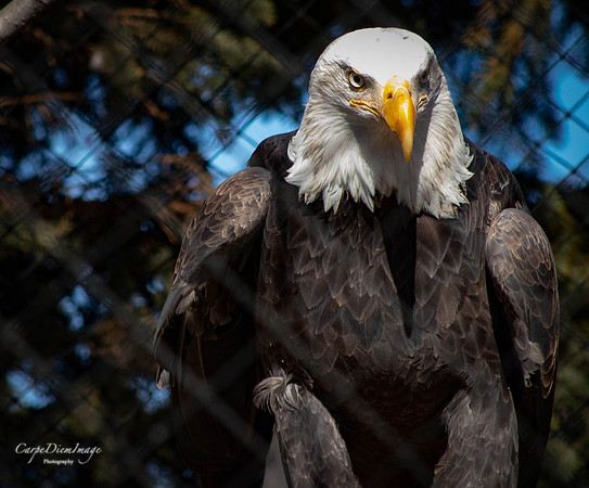 Eagle 1 Color