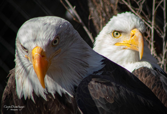 Eagle 3 Color