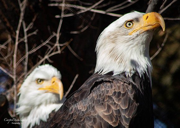Eagle 4