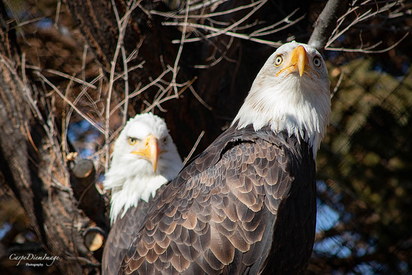 Eagle 5 Color