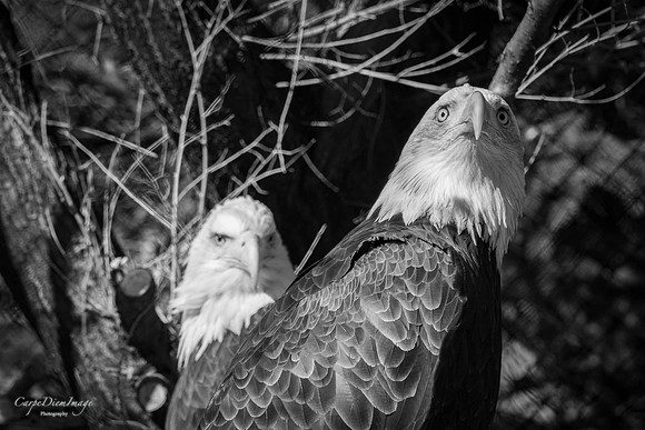 Eagle 5 B/W