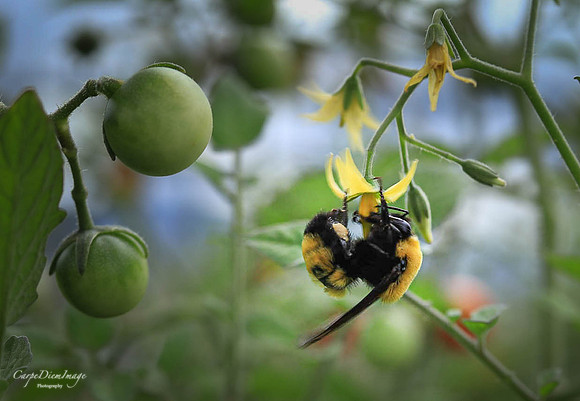 Bee Tomato Plant 1