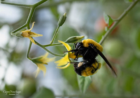 Bee Tomato Plant 2
