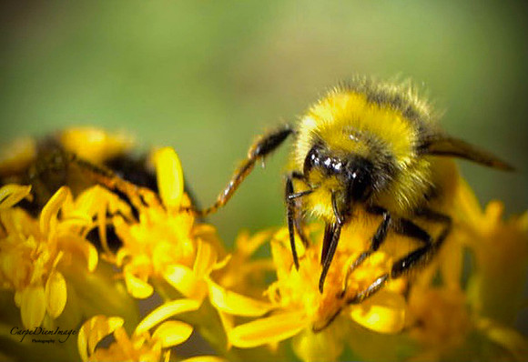 Bee 10