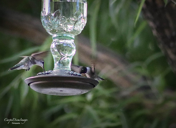 Humming bird 8