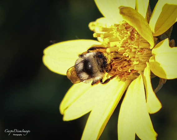 Bee 12