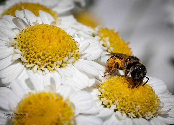 Bee 9