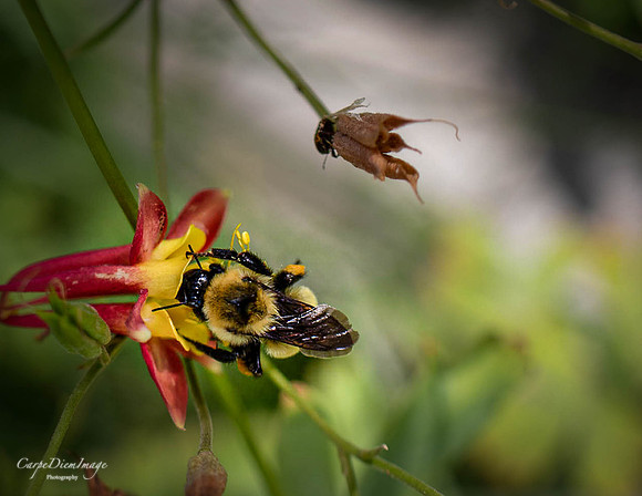 Bee 13