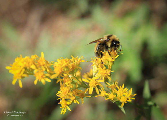 Bee 14