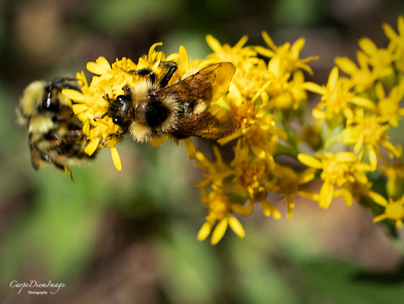 Bee 15