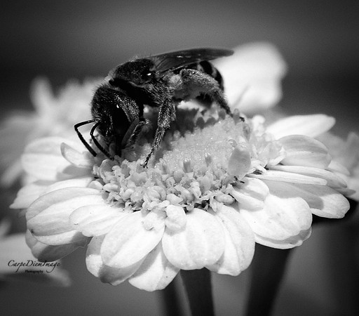 Bee 6 B//W