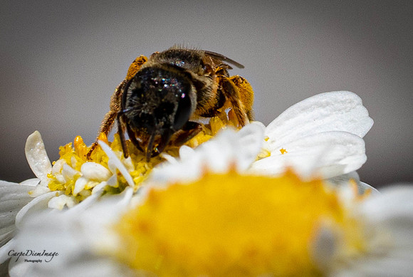 Bee 5