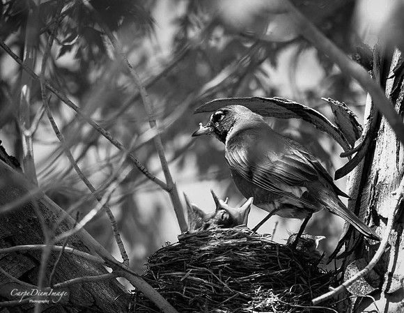 Filled with Joy 2 B/W