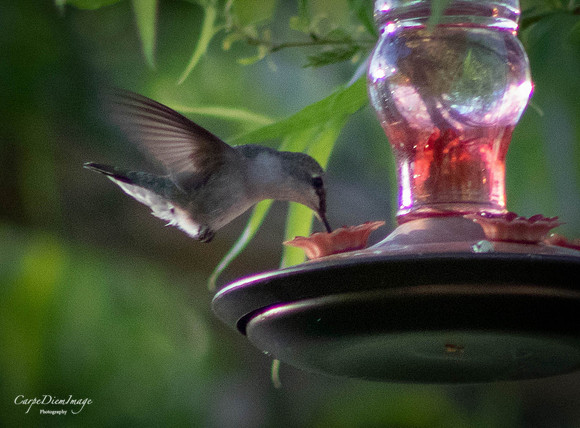Humming bird 6