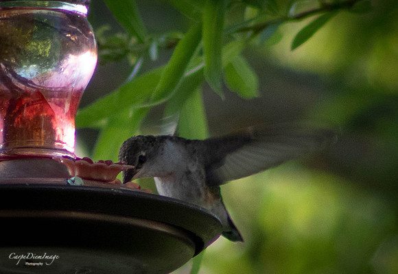 Humming bird 7