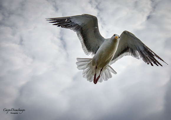 Seagul