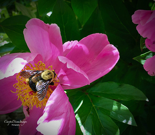 Bee Pink Flower 2