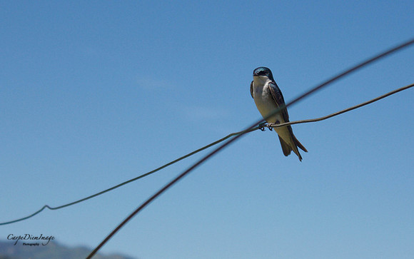 Bird on a Wire
