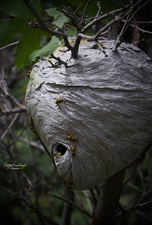 Hive 1