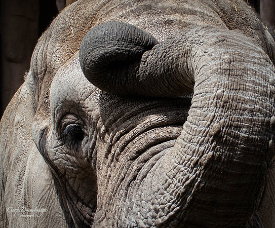 Elephant Trunk